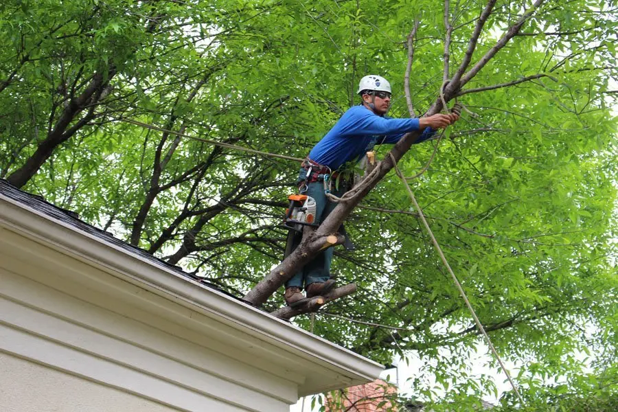Tree Surgeon Lydney: The Complete Guide to Healthy Trees, Safer Properties, and Professional Arboricultural Care